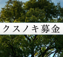 クスノキ募金